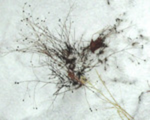 20111222224649-abstract_of_loneliness-1306250635t