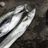 20111228203013-a_fishy_tale_heads_or_tails_as_mg_0527