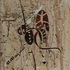 20111228203107-ethnical_graffiti_21