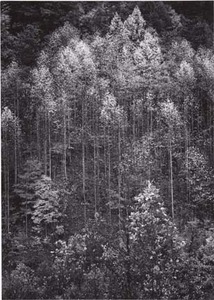 20111228203219-aa_dawn_autumn_forest_fade7