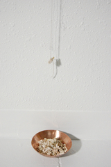 Dentistry ,Lauren Carter