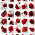 20111229015851-redcollectionall_