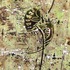 20111229173515-ethnical_graffiti__11__acrylic_on_canvas__24x30_cm