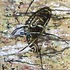 20111229174732-ethnical_graffiti__5__acrylic_on_canvas__20x25_cm