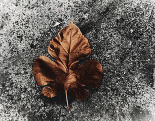 Leaf,Gabriela Alvarez