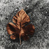 20111229200522-gabyleaf