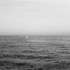 20111229224454-halpern_mysticeti_p