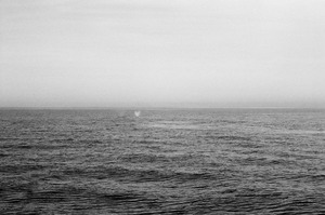 20111229224454-halpern_mysticeti_p