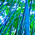 20111230191835-bamboo_dreams