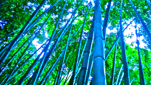 20111230191835-bamboo_dreams