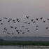 20120101030949-dagaur_pukur_-_069