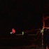 20120101153527-allatillsalem_2