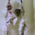 20120102161203-the_ready_rose_and_the_lilly_flower