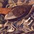 20120103003803-wildturkeyfemale1863_17_6_0