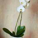 20120103191955-the_orchid