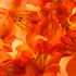 20120104064821-bobbyvillapando_heavenly