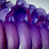 20120104065028-bobbyvillapando_showgirls