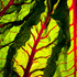 20120104065412-lettuce001