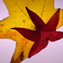 20120104065710-mother_and_son_002
