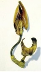 Feniculum,Helene Brandt