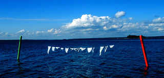 Intimate Marine Signals,