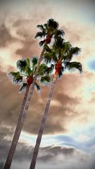 Winter Palms ,Maureen J Haldeman