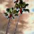 20120106232149-winter_palms_2011-09-30_14-34-47_406-2