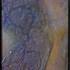 Dsci0515