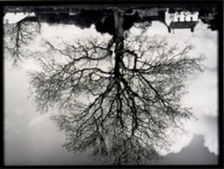 Welsh Oaks #2 ,Rodney Graham