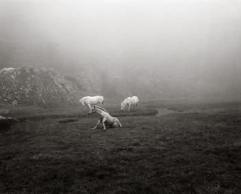 20120110125508-field_1000372