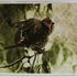 20120112054303-winged-display