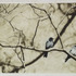 20120112055212-feathered-friends