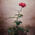 20120113091122-flower