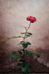 20120113091122-flower