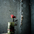 20120113091434-_mg_3074_2_3