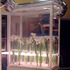 20120113223537-narcissuss2