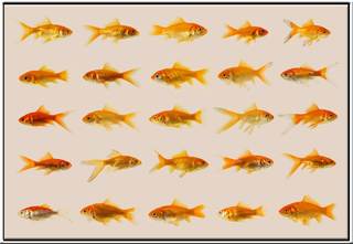 portraits of goldfish 50001,peter janssen