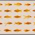 20120114202306-goldfish50001web