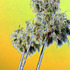 20120114223412-1_palms2010-05-2118