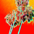 20120114224844-red1_palms2010-05-2118