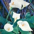 20120115105131-2010_wei_e_calla_pastell_1300x1677p_33x44_cm