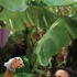 20120117232028-peleando_la_pampana1