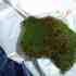20120120043517-moss__1_