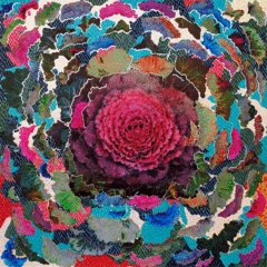 ,Barbara Strasen