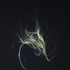 20120120212358-my_hovercraft_is_full_of_eels