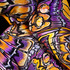 20120121214156-13_lawrenalice_wings6_10