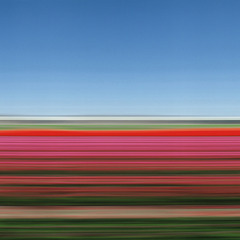 Travelling Still, Tulip Fields, Holland, XIV,Rob Carter