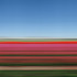 20120122095028-rob_carter_tulip_fields_holland_xiv