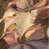 20120123211633-claire-de-lune-clematis-by-patricia-larkin-green