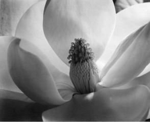 Magnolia Blossom ,Imogen Cunningham